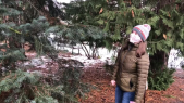 LB120 Pflanzentutorium – Gattungsporträt: Abies