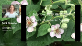 thumbnail of medium LB120 Pflanzentutorium Gehölze im Sommer Teil 3