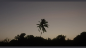 1 - A Tall Palm Tree at Sunset Time.mp4