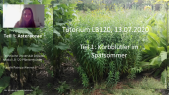 thumbnail of medium LB120 Pflanzentutorium Asteraceae Teil 1