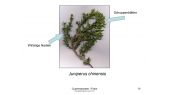 thumbnail of medium Cupressaceaen 2021