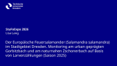 thumbnail of medium StuFoExpo 2026: Der Europäische Feuersalamander (Salamandra salamandra) im Stadtgebiet Dresden
