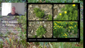 thumbnail of medium LB120 Pflanzentutorium Stauden im Frühling Teil 2