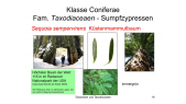 thumbnail of medium Taxodiaceaen und Taxaceaen 2021