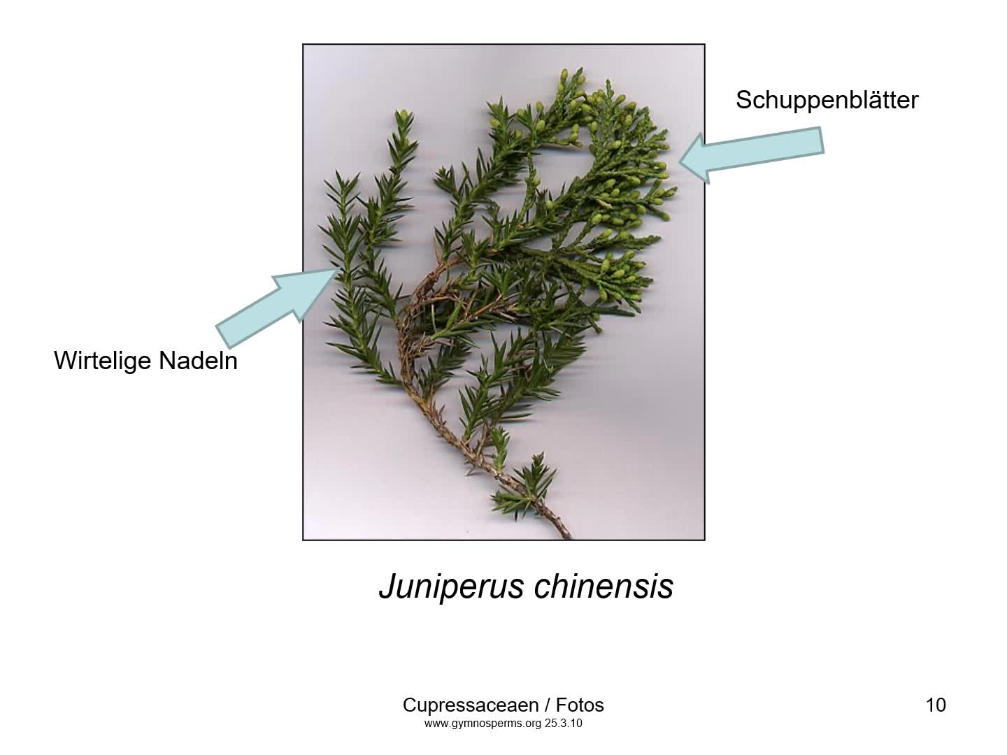 thumbnail of medium /cache/a447567c4372dd3eaa7c2e5e29d0ca8a.png