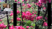 thumbnail of medium LB120 Pflanzentutorium Gehölze im Frühsommer Teil 1