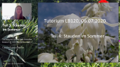 thumbnail of medium LB120 Pflanzentutorium Stauden im Sommer Teil 2