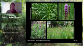 thumbnail of medium LB120 Pflanzentutorium Asteraceae Teil 2