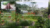 thumbnail of medium LB120 Pflanzentutorium Stauden im Frühsommer Teil 3